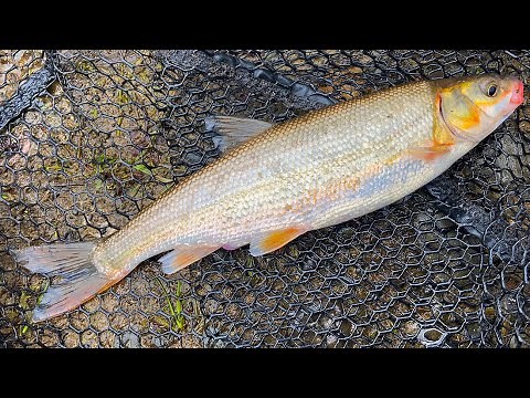How to Catch and Cook PEAMOUTH Chub. Fish Burgers.