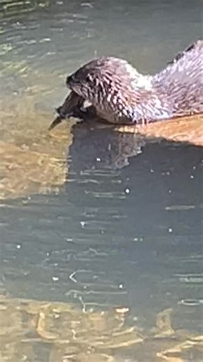 Dustin Carter on Reels