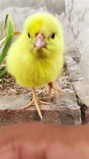 chick 🐥 sound video Compilation 😂 #birds #birdsounds #chicks #birdcall Bird Sounds #birdnerd