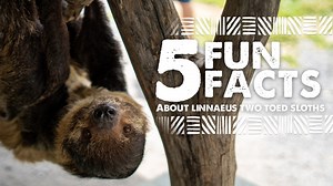 #DYK you can feed Sloths at the Virginia Safari Park? Sloth Encounters are back! Meet our cute and gentle two-toed sloths, Flash and Priscilla, during a sloth encounter experience. Visit our website for more information on this awesome experience! Please note: Sloth Encounter slots are at 10 AM and 2 PM daily, weather permitting. | Virginia Safari Park - Virginia's Only Drive-Thru Safari Adventure