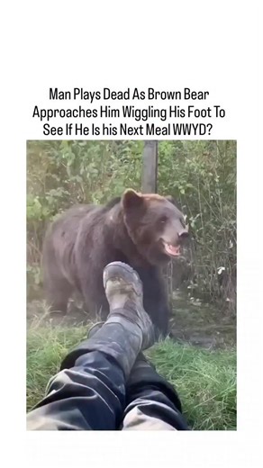 TrendTok Hub 🚀 on Instagram: "The post features a 15-second viral video from 2023 showing a hiker lying still on the ground as a brown bear sniffs and paws at his boot to check for signs of life, with the man using a body-mounted camera to capture the tense encounter without moving. This "play dead" technique aligns with National Park Service guidelines for brown or grizzly bear attacks, where experts recommend curling into a ball and protecting the neck to de-escalate predatory or defensive be