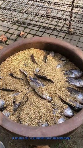 Dry Fish Storage: Preserving Fish with Grains for Long-Lasting Quality