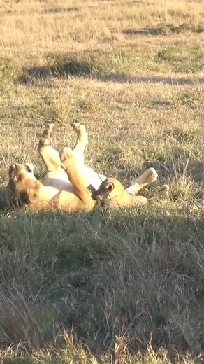 The lion has become a child even with his cubs. He plays a lot with his cubs #lionking #cubs #fun #explore | Majestic Lions