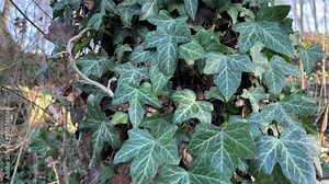 ivy growing on tree in forest Stock Video