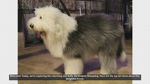 Top 10 Fascinating Facts About the Old English Sheepdog