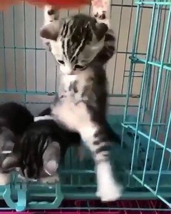 Mission impossible :D | We Love Cats