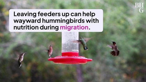 When Should You Take Down Your Hummingbird Feeder for the Season?