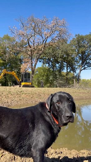 5.2K views · 32 reactions | Oak tree’s in my way #ra_treeservice #ratreeservice #texas #washington #logging #treeservice #landclearing #cutting #thinning #climbing #urbanlogging #trees #tree #oak #oaks #oaktree #ntx #northtx #northtexas #tx #upperleftusa #washington #washingtonstate #keephammering #business #smallbusiness #selfmade #selftaught #owneroperator | R&A Tree Service, LLC. | Facebook