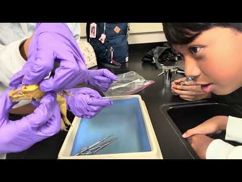 Frog Dissection(bloopers😝)