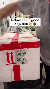 Should Tiger Angels still be considered “Holy Grails”?🔥🐠 With so many changes in the hobby and availability of fish the “holy grails” from back in the day definitely don’t all have the same wow factor. Who remembers when Gem tangs were 5k… And when yellow tangs were $15…. There have been a lot of shifts especially recently, so are Tiger angels still a Holy Grail fish? 🐯🐠👀 Comment 👇------ #saltwaterfishtank #saltwaterfish #saltwaterfishstore #rarefish #purpletang #fishhobbyist #fishtank #aq