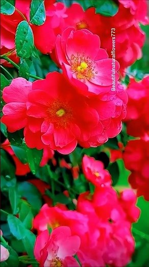 “Blooming Spring Roses 🌹 | Peaceful Garden 4K Relaxation”