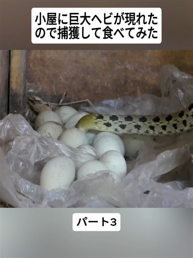 巨大ヘビ捕獲のコメディーチャレンジ