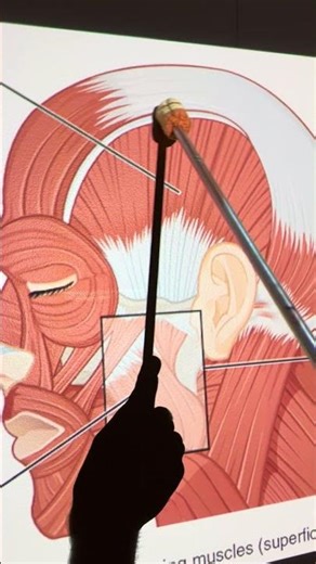 Temporalis #kinesiology #anatomy #biology #anatomystudy #biomechanics