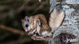 3.1K views · 75 reactions | On today's Wildlife Wednesday, we are learning about Montana's native tree squirrels! | Montana Fish, Wildlife & Parks | Facebook