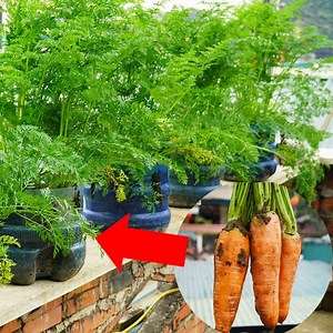 17K views · 377 reactions | Growing Carrots in Plastic Containers Fast, Affordable, and High Yield | Great DIY Idea | Facebook