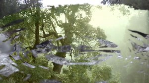 42K views · 1.9K reactions | Midnight Oil just dropped a brand new...