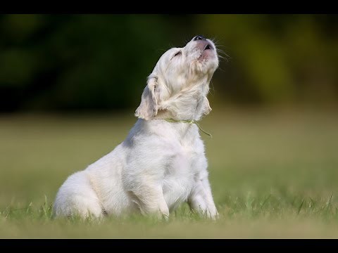 Labrador Dog barking Sound | Dog Barking Sounds