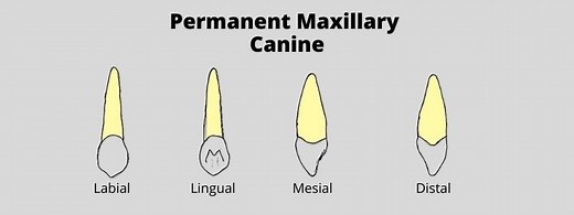 Permanent Maxillary Canine | Dental Education Hub