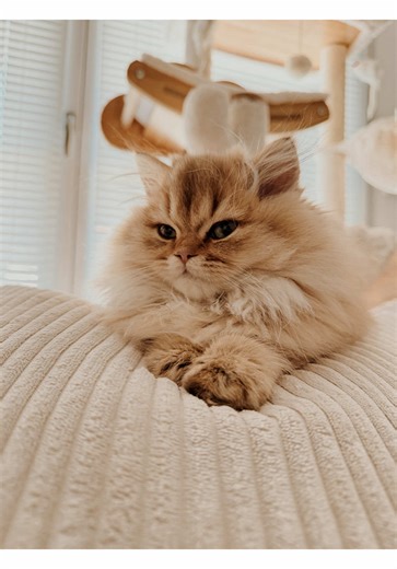 Je suis le mal aimé : Un chat adorable en vedette