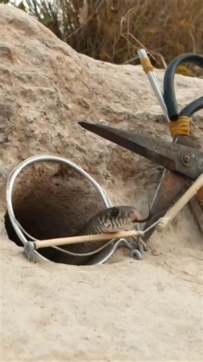 Abinalyemen Abinalyemen on Instagram‎: "How to Build DIY snake trap using a rope , rubber bands, sticks, scissors reel Got millions of viewers in YouTube , tiktok, and other platforms . #python_trap #primates #snakelife #snaketrap #Snake #python #animals #wildlife #reptiles #reptiles_trap #Brasil #中國 #ایران #پاکستان Türkiye# #भारत #trending_algorithm_attractor #Widespread #algorithm #views_viral #activation_views_viral #fyp #viral"‎