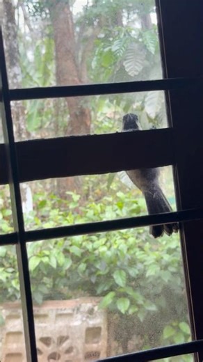 എന്താ ഇപ്പം ഇവിടെ നടക്കുന്നത് #kerala #nature#viralvideo #birds #trending #daily #love #india #home