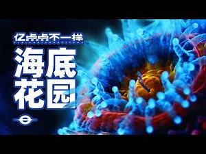 耗时120天！潜入海底，拍下珊瑚5亿年的秘密！