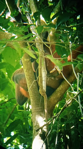 Monos Araña: Momentos Divertidos de Apareamiento