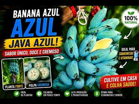 🍌💙 Blue Java: A Banana Azul que Está Conquistando o Mundo