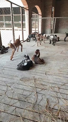 Naveed Shakir on TikTok