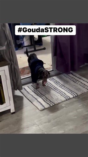 The Rescued Rescuers: Dachshunds and Friends of the Emerald Coast on Reels