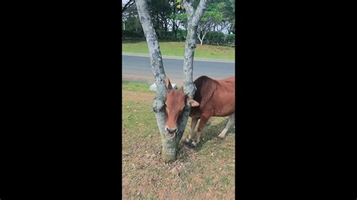 Heroic man rescues cow with head stuck in narrow gap in tree trunk