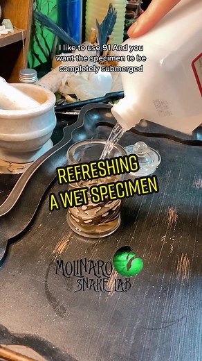 Refreshing Wet Specimens for Sale - Oddities & Curiosities