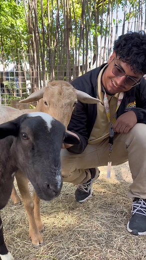 welcome to our petting zoo🐐🐑🦙🥰 #pettingzoo #goats #lamb #alpaca #zoo #houston #houstoninteractiveaquarium