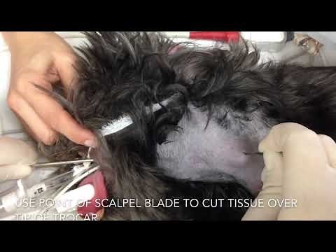 Esophagostomy Tube Placement | Mila International