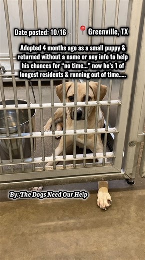 😭Please watch 20 sec, interact, & share to help is save this boy who was returned since he’s no longer a tiny cute puppy & owner magically had no time for him anymore (left 0 info to help his chances too)!! 💔 Adopted as a small puppy 5 months ago & returned at 10 months old for “not enough time for him” with 0 info to help his chances & he still isn’t even neutered. He’s HW negative, super sweet, & has the cutest little docked tail he’s always wagging! He has been overlooked for over a month s