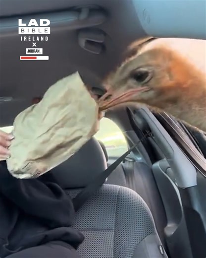 'Don't feed the zebras' 😱 | LADbible Ireland