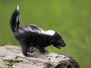 Officials Confirm Skunk With Rabies In Oakland County