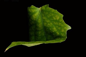 Bent Plant Leaf : Causes and Easy Fixes - Flourishing Plants