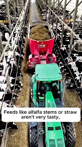 6.2K views · 13 reactions | Cattle Farming in Africa #gardeningmakesmehappy #gardeningaustraliamag #gardeningday #gardeningideas #gardeningphoto | Home Gardening | Facebook