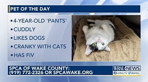 Cumberland County Animal Services temporarily waiving adoption fee for cats, kittens