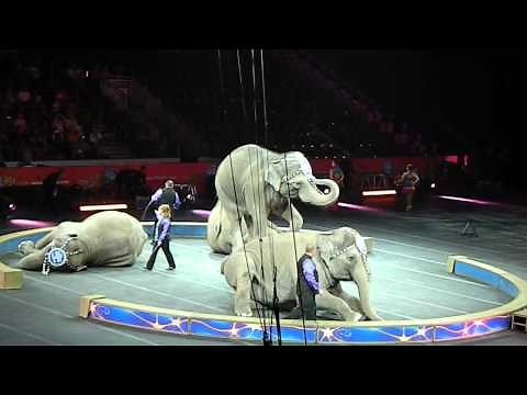 Ringling Brothers & Barnum & Bailey Circus - Elephants