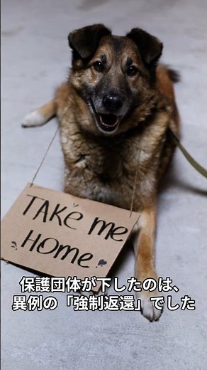 [Akita Inu True Story] Haku, rescued from 21 dogs on the brink of starvation... The shocking reas...
