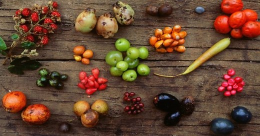 Bush Tucker Gardens In Early Childhood Services - Aussie Childcare Network