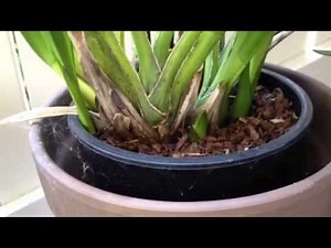 Cymbidium orchid care