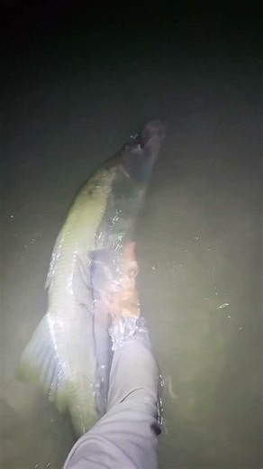 ABSOLUTE UNIT OF A SNOOK FROM THE BEACH ❗️ #fishing #snook #snookfishing