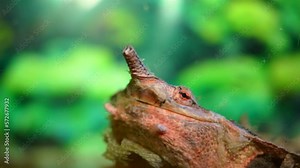Mata-mata turtle (Chelus fimbriata),Close-up of the turtle's snout in an aquarium under water, 4k