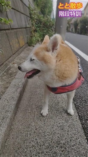 とと散歩 階段特訓 其の参2025.09
