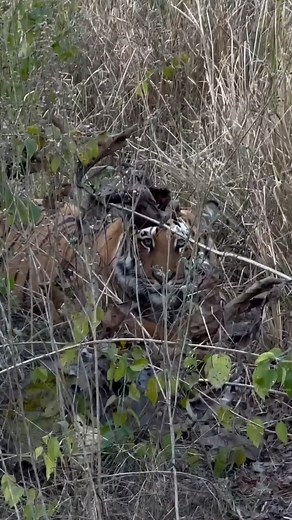 29K views · 465 reactions | Tiger Attack Human #tiger #attack #Human #wildlife #short | infofactnews | Facebook