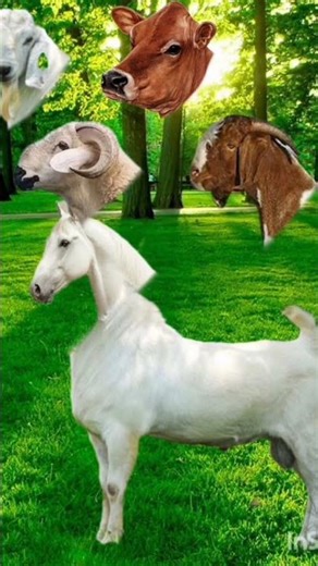 #goat#animation#cartoon#viralvideo#comedy#trending#animals#viral
