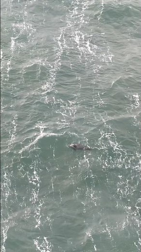 Playful Grey Seal Circles North Sea Platform Ocean Wildlife 2026